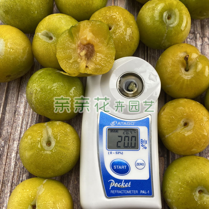 李子树苗新品种美国卡蜜斯李树苗又名香蜜李苗味甜如蜜南北均可种