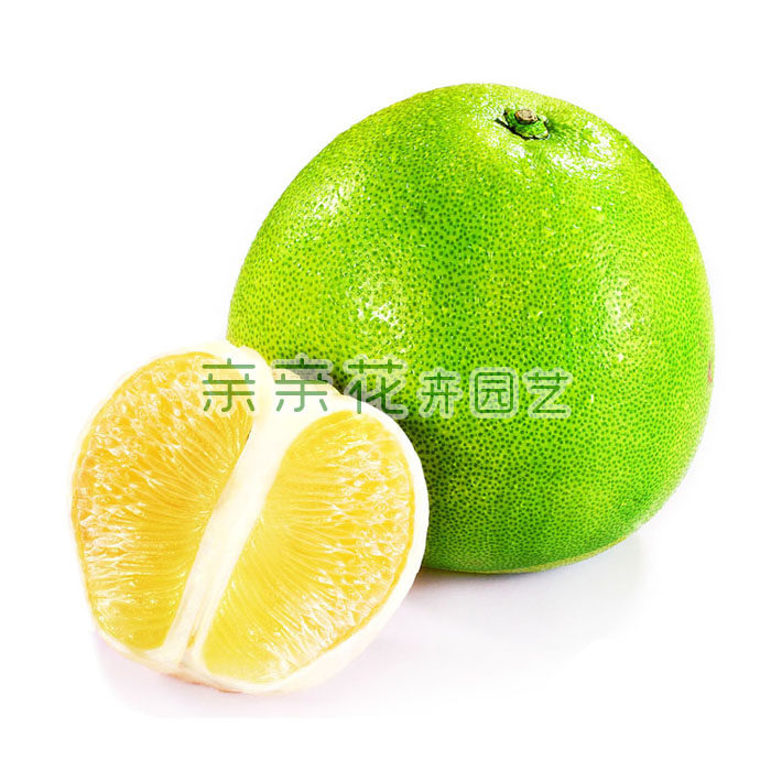 文旦柚苗木价格 文旦柚苗木图片 星期三