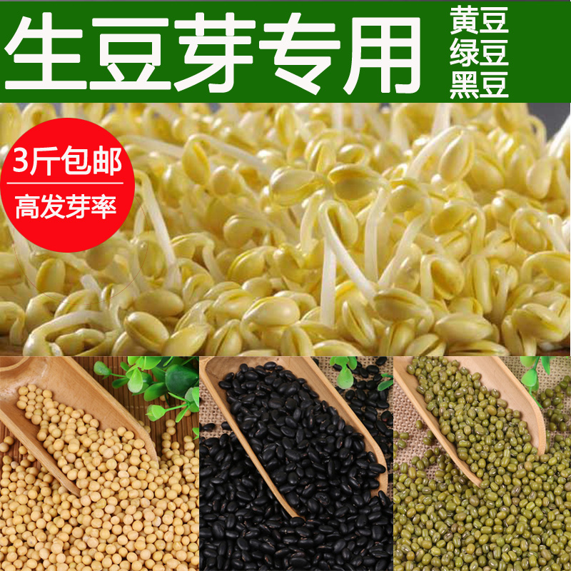 生豆芽专用黄豆绿豆小粒黑豆种子豆芽菜芽豆芽苗菜无土水培蔬菜种 鲜花速递/花卉仿真/绿植园艺 家庭园艺种子 原图主图