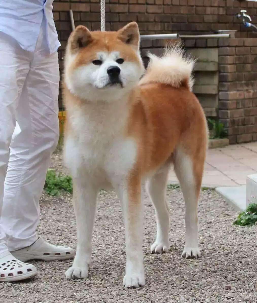 常德售纯种日本秋田犬幼犬赛级日系忠犬八公活体秋田