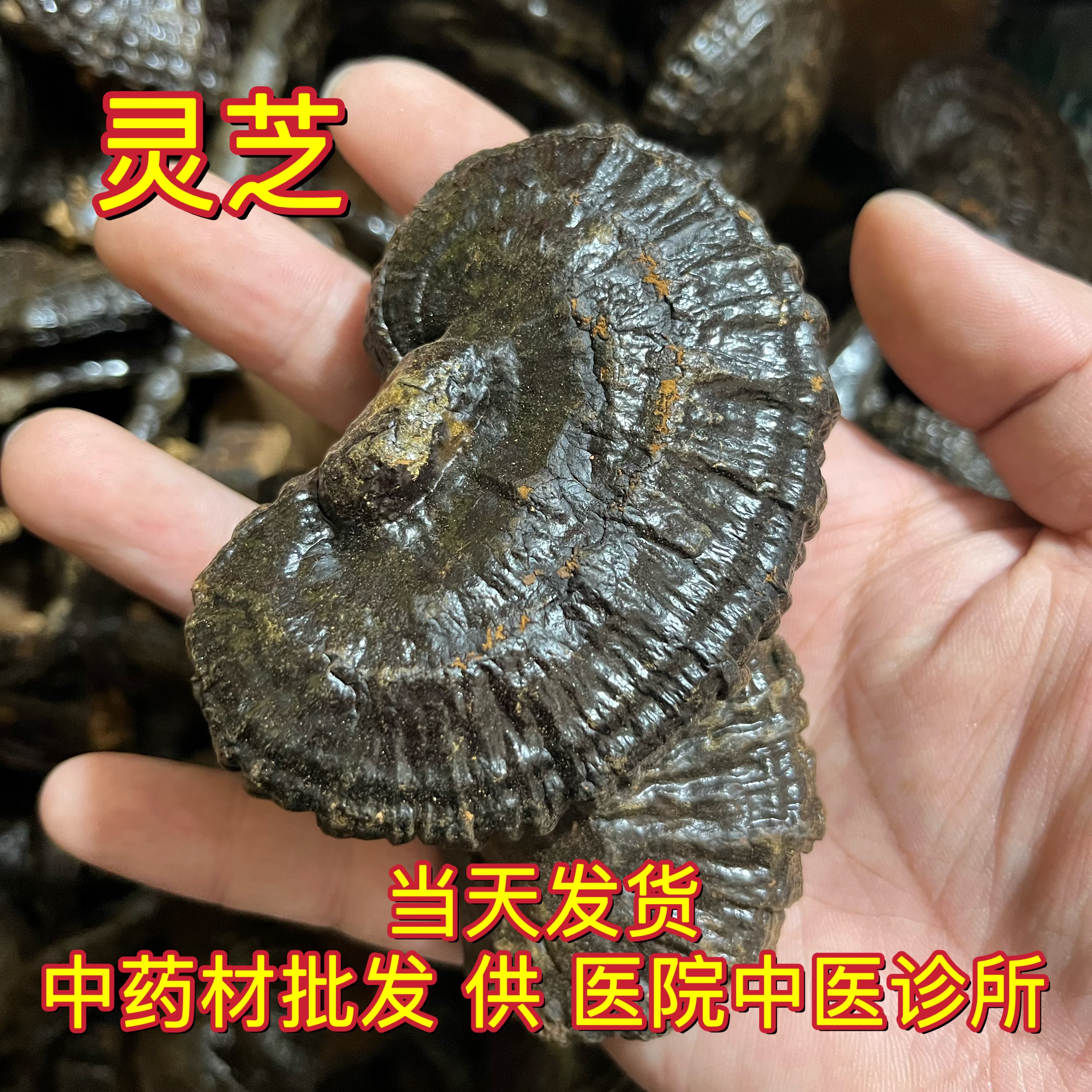安国中药材市场 灵个子 精选野生黑灵芝片 1000克 包邮