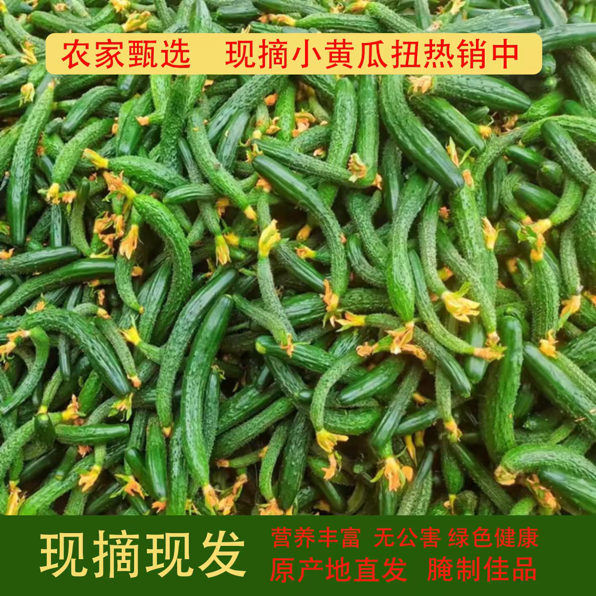 新鲜拇指小黄瓜扭迷你小青瓜带刺乳瓜手工腌制酱瓜蔬菜现摘现发