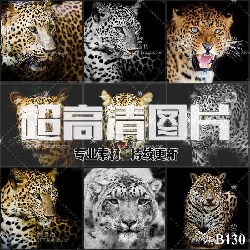 豹子猎豹美洲豹花豹雪豹黑豹豹野生动物jpg高清图片设计素材