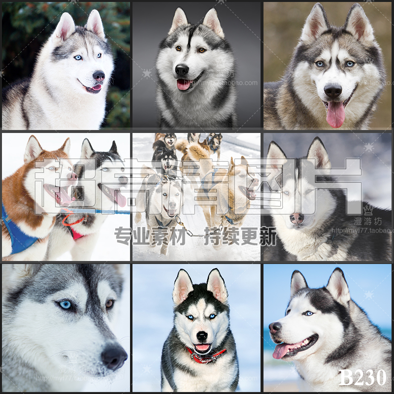超大超高清图片西伯利亚雪橇犬哈士奇二哈宠物狗动物美工设计素材
