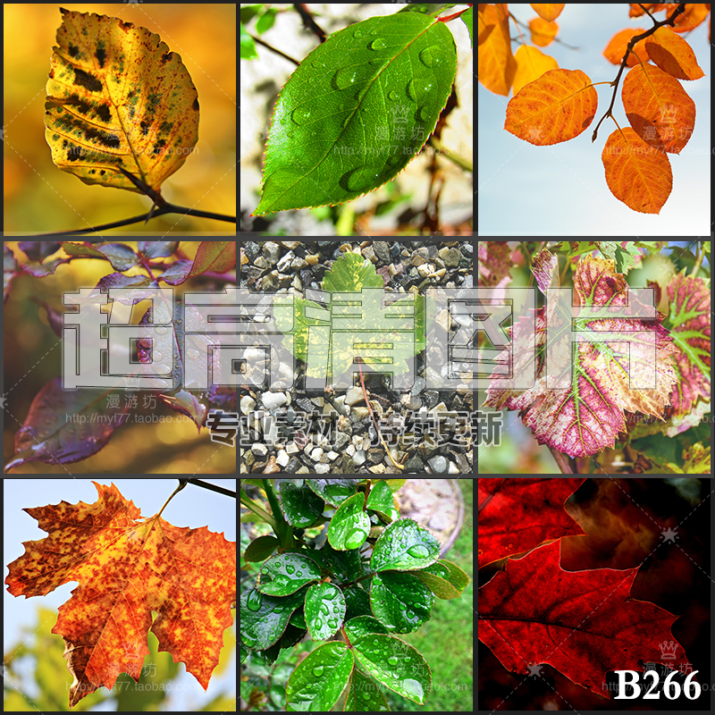 超大超高清图片叶子树叶绿叶落叶露叶红叶枫叶植物美工设计ps素材
