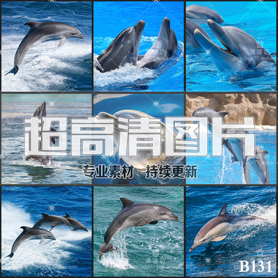超大超高清图片海豚海洋鱼类生物海底动物世界设计师美工合成素材