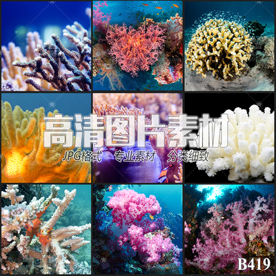 海底世界珊瑚礁珊瑚鱼贝类海洋生物JPG高清图片平面设计美工素材