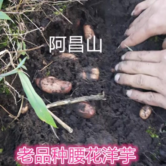 云南特产老品种红皮腰花小洋芋高土豆