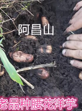 云南特产老品种红皮腰花小洋芋高原小土豆马铃薯5斤装包邮