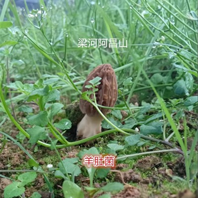 火锅煲汤羊肚菌干羊肚煲汤