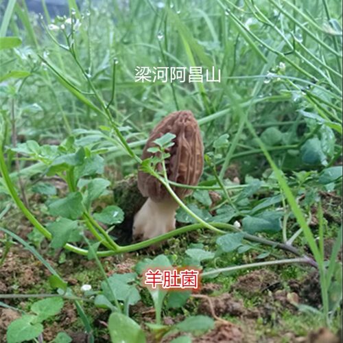 火锅煲汤羊肚菌干羊肚煲汤