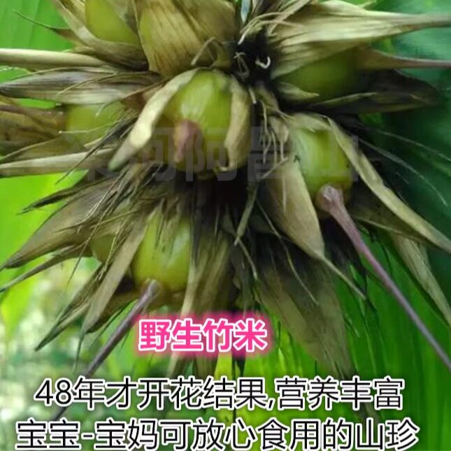 云南特产野外竹米竹子果实煮紫米粥炖肉48年结开花结果每份500克