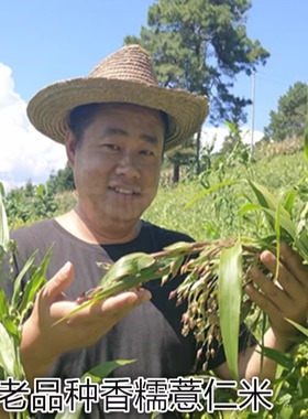 云南特产老品种香糯薏仁米熬粥每份250克四份起包邮