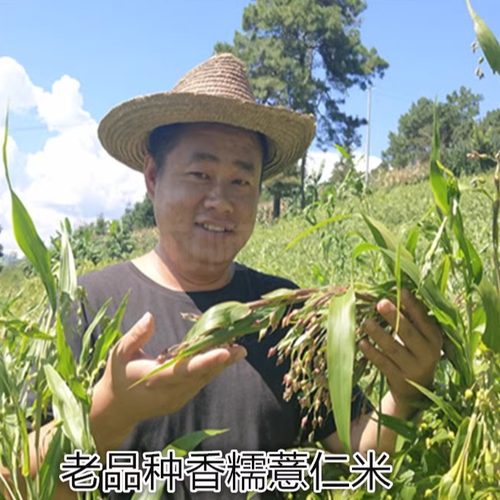 薏仁米薏米香糯搭配赤豆云南特产