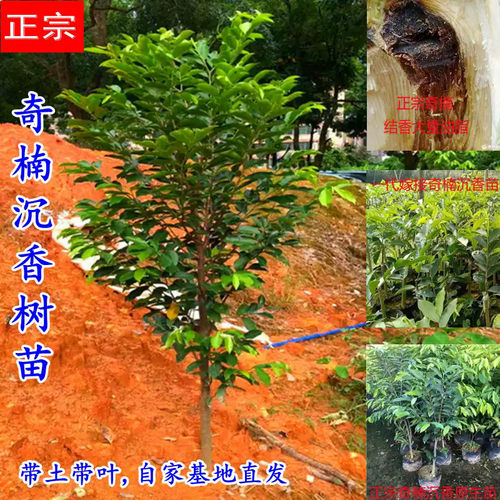 正宗奇楠沉香树苗名贵树苗越南奇楠沉香苗奇楠沉香嫁接苗绿化盆栽