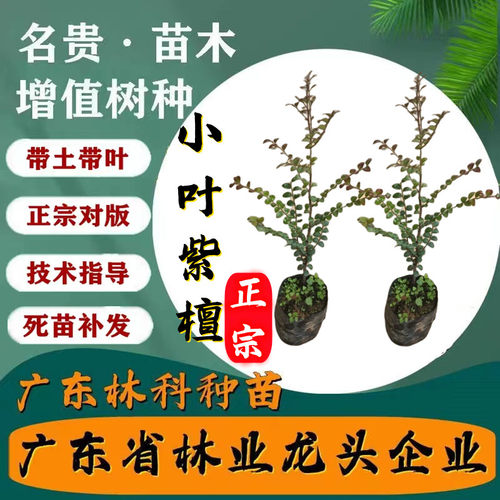林科檀香紫檀印度小叶紫檀树苗