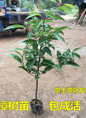驱蚊驱虫小叶香樟树苗名贵苗木
