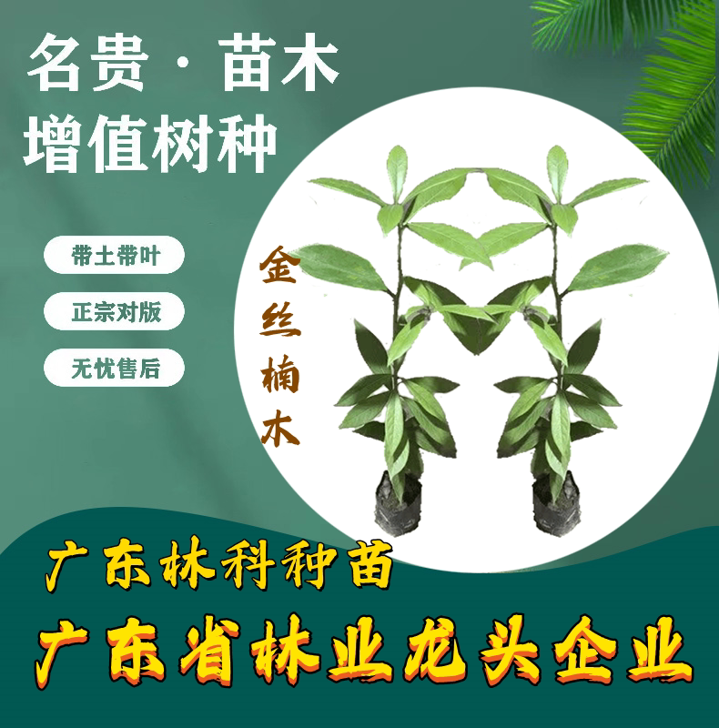 金丝楠木树苗四川正宗名贵苗木南北方庭院地栽盆栽珍稀小苗常绿