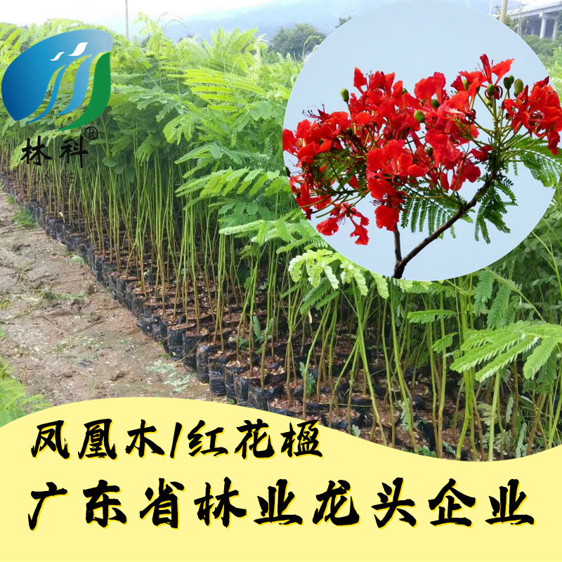 林科凤凰木红花楹带土带叶发货
