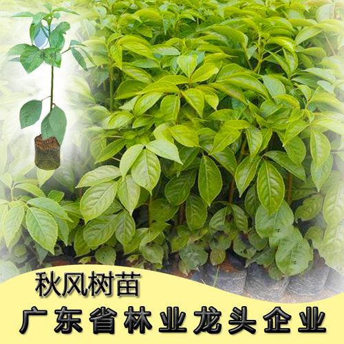 林科秋枫树苗茄冬苗重阳木