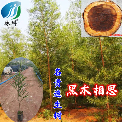 苗木绿化黑木相思速生树种树苗