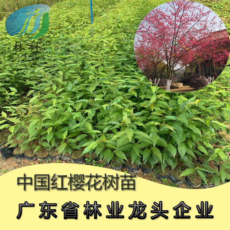 名贵苗木中国红樱花树苗旅游景区绿化广州组培樱花苗盆栽地栽南方