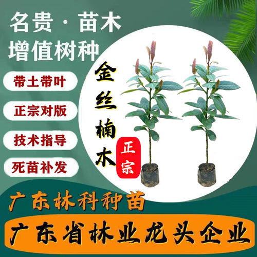 林科金丝楠木树苗名贵增值树种