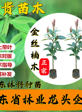 金丝楠木树苗四川正宗小叶桢楠大树名贵树苗庭院绿化盆栽四季常青
