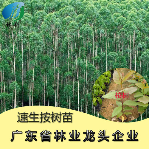 林科桉树速生桉木材树