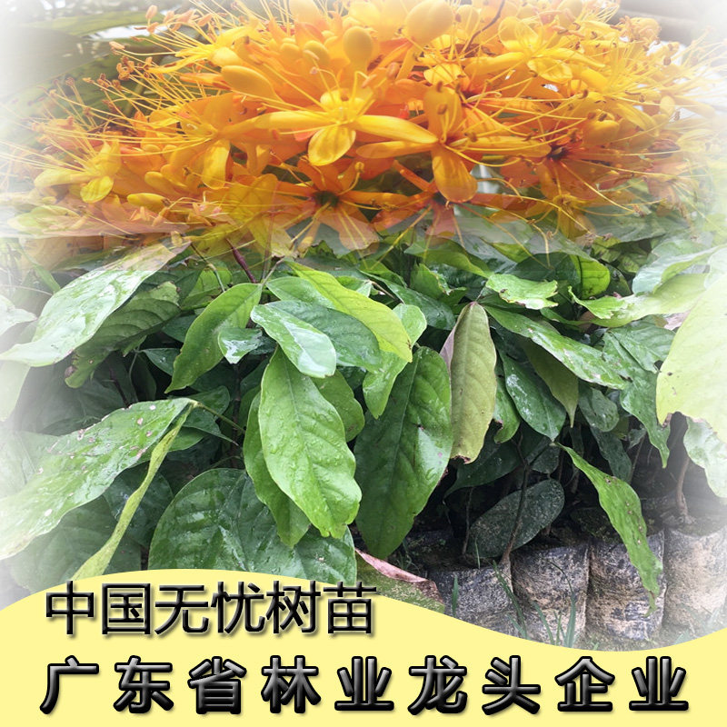 无忧树苗中国无忧花树火焰花小苗四季常绿珍稀名贵菩提树圣树
