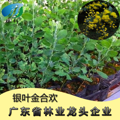 林科银叶金合欢观叶观花树苗