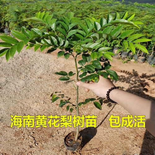 海南黄花梨树苗名贵苗木