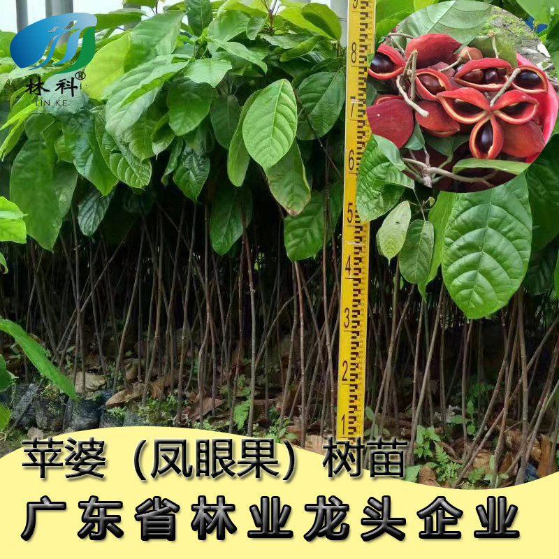 正宗富贵子树苗凤眼果树苗苹婆果树苗频婆果树苗带土带叶广州发货