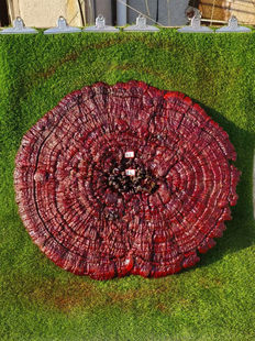 50厘米—1米赤灵芝特大灵芝摆件观赏盆景巨型超大红灵芝干整枝