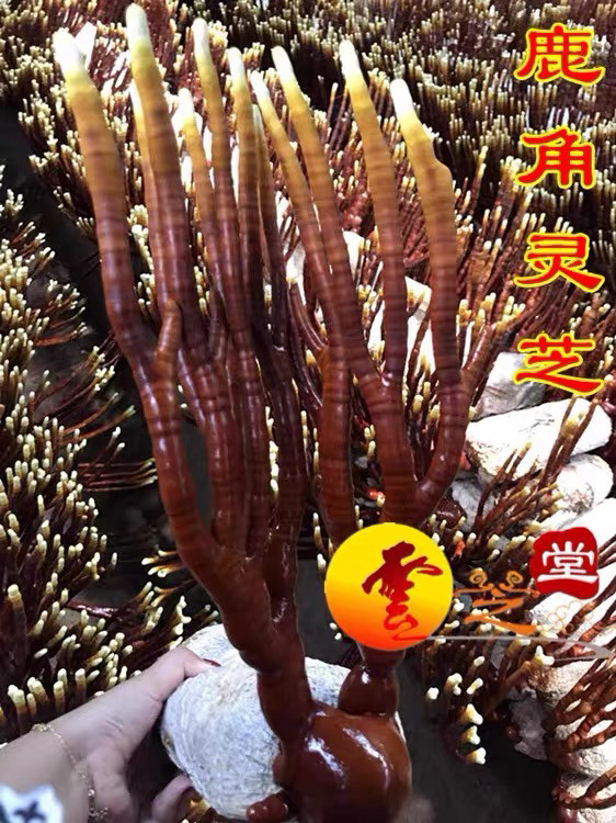 鹿角灵芝菌种菌包灵芝盆栽盆景活体灵芝室内绿植盆栽立鹤菌业