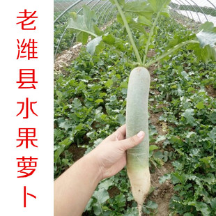 [细长][精品]正宗潍坊水果萝卜夏庄脆甜青萝卜老潍县萝卜非天津萝