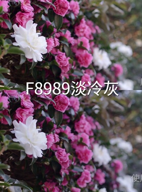 F8989淡冷灰LUT Pocket4D-LogF-Log2Action6D-LogM无人机I-Lo阿莱
