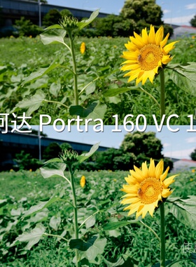 柯达Portra160VC1-LUT D-LogMiosV-LogDaVinciResolveLog3GoPro11