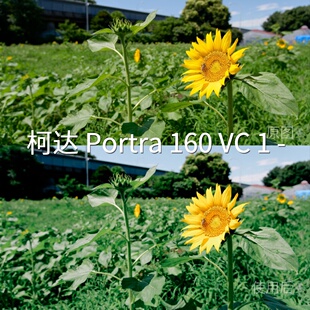 柯达Portra160VC1 LogMiosV LogDaVinciResolveLog3GoPro11 LUT