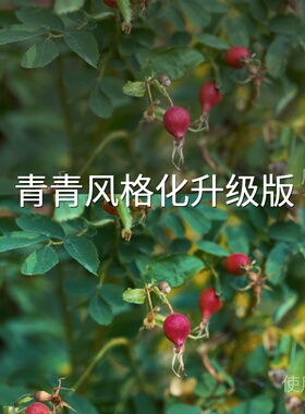 青青风格化升级版LUT mac无人机LogC3Log3G10FinalCutProC-LoOPPO