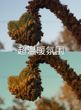 超温暖氛围LUT O-LogRec.709Gamma2.4LogC3N-LogFCPXGP-Logvivos