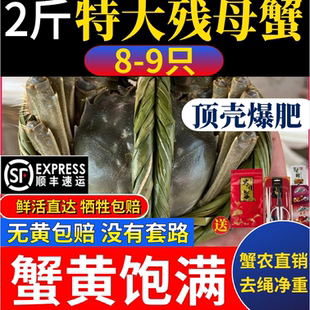 2斤8-9只特大全母蟹残蟹满黄满肉掉腿蟹洪泽湖大闸蟹鲜活淡水螃蟹