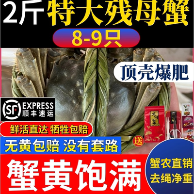 鲜活特肥满黄母蟹大闸蟹洪泽湖蟹