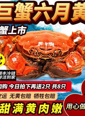 鲜活大闸蟹六月黄现货特肥洪泽湖超大活蟹满黄满肉蟹江苏海鲜水产
