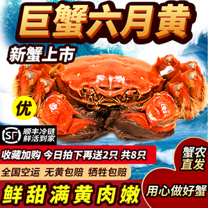 鲜活大闸蟹六月黄现货特肥洪泽湖超大活蟹满黄满肉蟹江苏海鲜水产