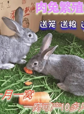 小兔子活物巨型肉兔苗新西兰肉兔花巨兔比利时小白兔活体可选公母