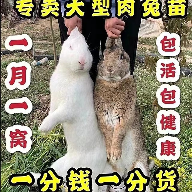 大型食用肉兔兔子活物新西兰肉兔