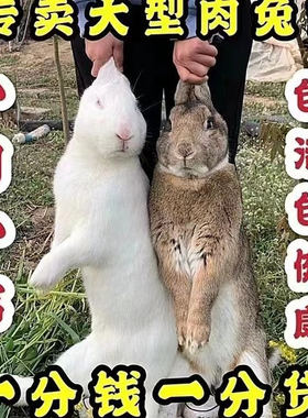 大型肉兔活苗兔子活物一对公母