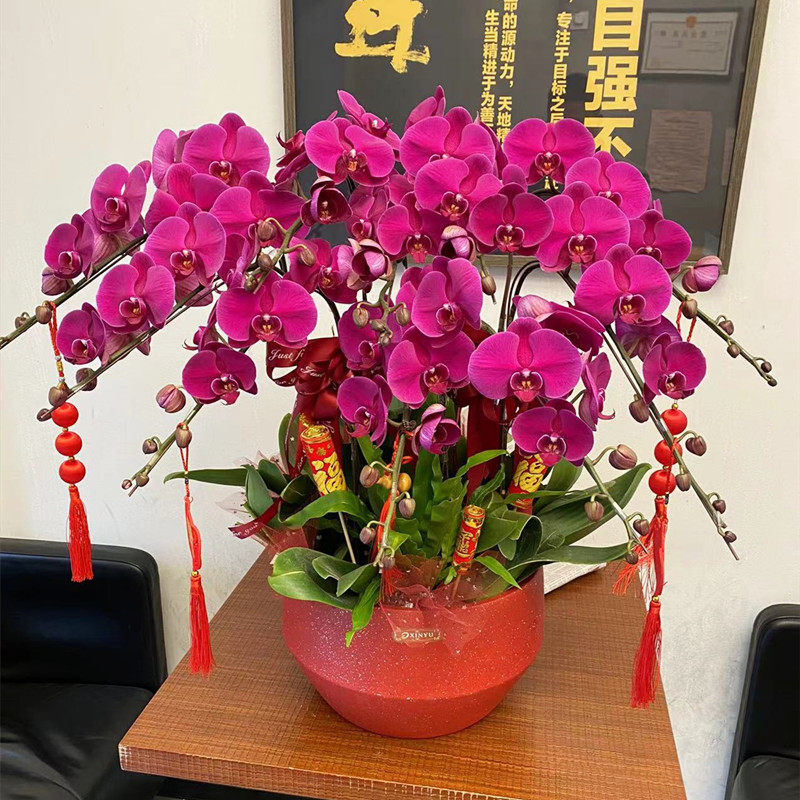 蝴蝶兰盆栽喜庆年宵花福州花店乔迁开业新年送花厦门鲜花速递订花