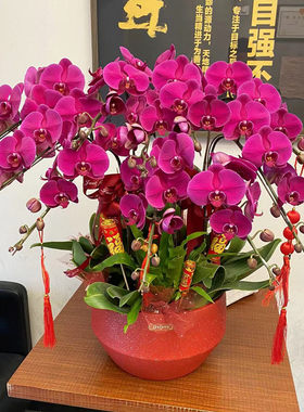蝴蝶兰盆栽喜庆年宵花福州花店乔迁开业新年送花厦门鲜花速递订花